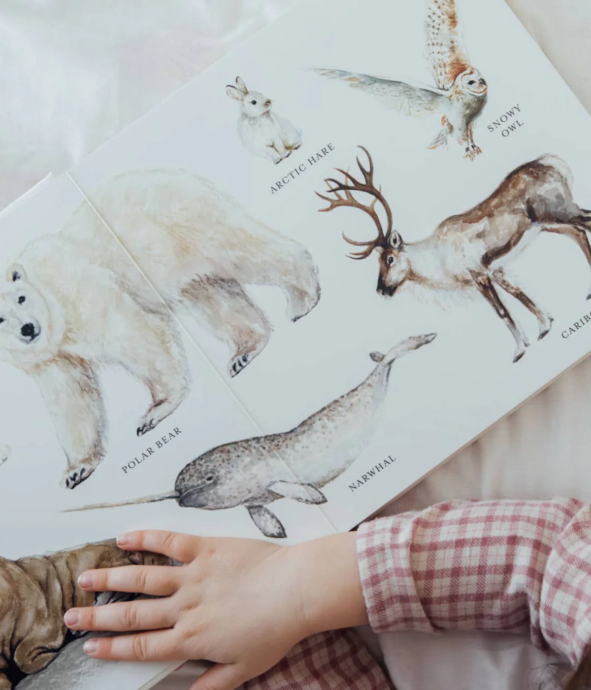 Our Big Book of Animals - Image 7